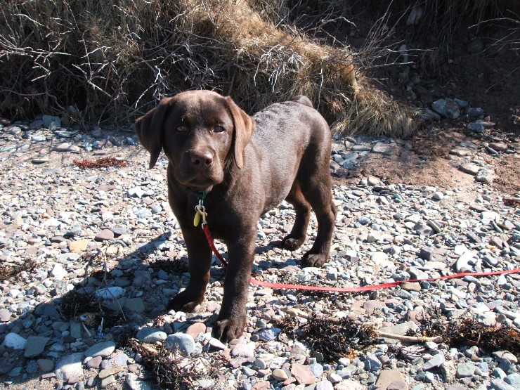 Gila_20070426 009.jpg